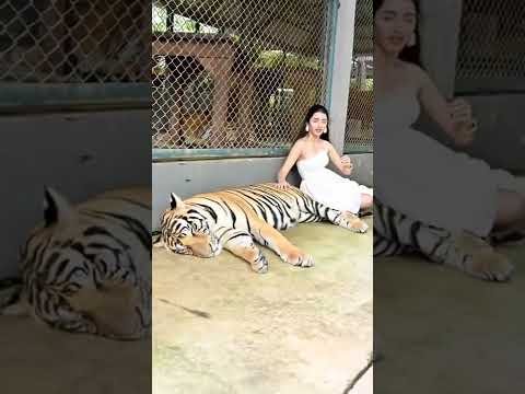 A big Fear। tiger ke sath photo shooting# shorts #free dance