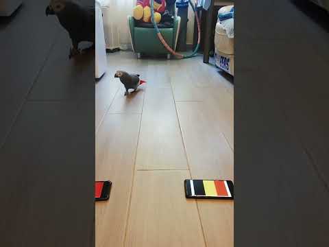 UEFAEuro2024【ParrotPet prediction France Belgium  https://youtu.be/dcQG3443x5I?si=_xyOnqejJrkYNJdi