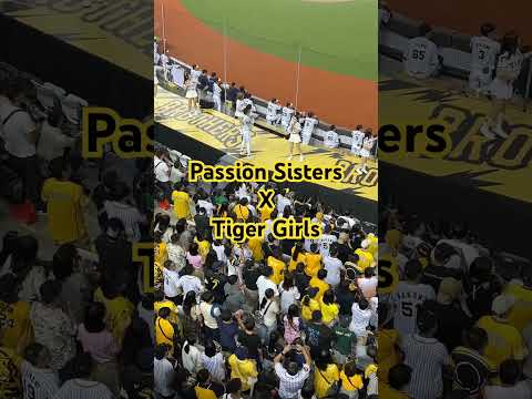 Passion Sisters x Tiger Girls #應援 #passionsisters #職棒 #tigergirls #中信兄弟 #中信兄弟啦啦隊 #阪神タイガース #台北大巨蛋 #應援