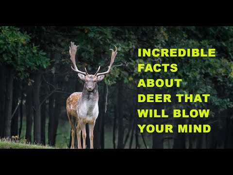 Incredible Facts About Deer / That Will Blow Your Mind