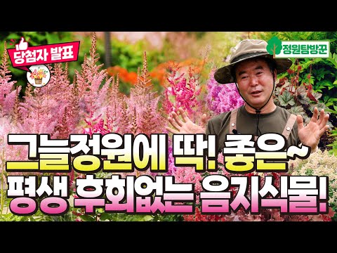 그늘정원에 심기 딱 좋은 화려한 음지식물 16종 추천! 고민싹 휴케라 아스틸베 여름 지금 심으세요(댓글이벤트 당첨자 발표)