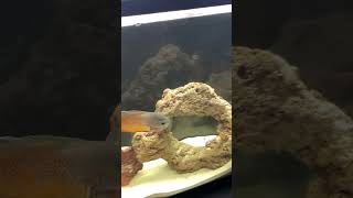 OSCAR FISH EATS SERPAE TETRA #thefishcorner #fishkeepinghobby #foryou #fish #oscarfish #feeding