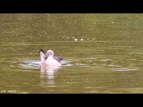 【悠遊鳥】4K | 棉鳧 | Cotton Pygmy Goose | 劇院式製作 | Cinematic Production