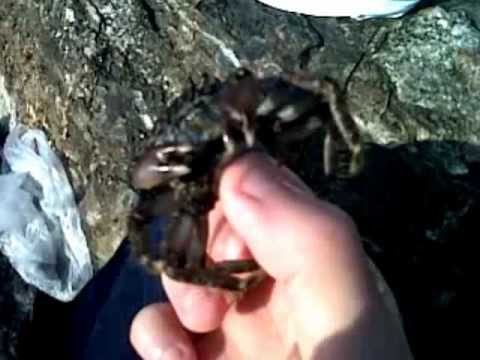 Crab releas [Fail].