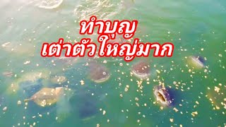เต่าตัวใหญ่มาก ทำบุญให้อาหารเต่า ปลา เสริมบุญบารมี@Saihmoo