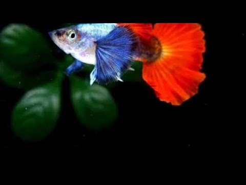Red tail  Lepistes balıklarımızı kaybettik