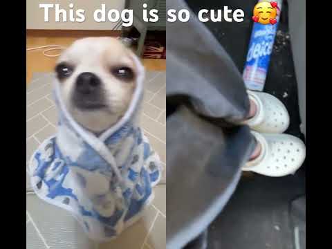 #chihuahua #doggo #cute #funny #괜찮아 #pets #dogshorts #answer #part3 #musicmashup