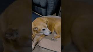 SLINGDOG The Movie#dogs #dogshorts #doglife