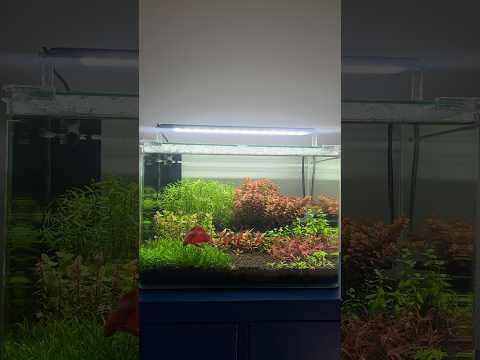 Betta fish Timelapse #aquascape #aquarium #aquascaping #plantedtank #plantedaquarium #bettafish