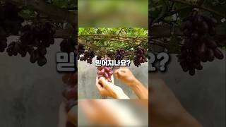 베란다에서 포도 수확?! 집에서 키우는 포도나무!