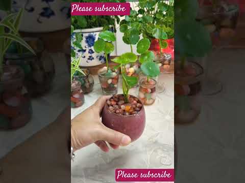 Low-Maintenance Indoor Plants You’ll Love ❤️😘#shorts#short#aashortaday#plants#water#msbro