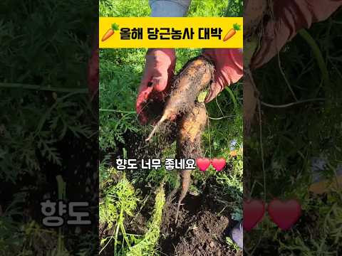 올해 당근 농사 대박🤗 제주 구좌 당근(향당근) #쇼츠 #귀농귀촌 #청년농부 #농사브이로그 #당근 #제주당근 #제주아재마켓 #carrot