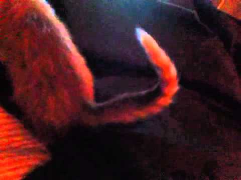 Kitten looks around new home