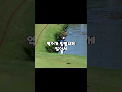 악어 피해다녀야하는 골프장 #골프장