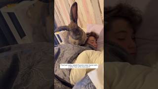 This lost baby rabbit found a new home with a kind man who rescued it #animalshorts #rabbit