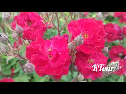 চলো গোলাপের রাজ্য ঘুরে আসি🌹🌹Visit rose garden@KTour997