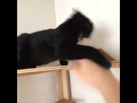 Cat punch