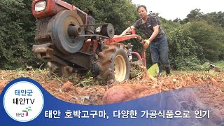 태안TV - 태안 호박고구마, 다양한 가공식품으로 인기
