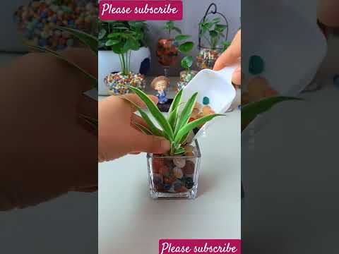 "Plants That Make Your Room Aesthetic AF!#shorts #short#ashortaday#plants #water #indoorplants