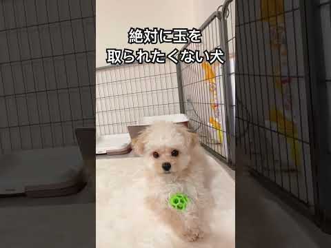 絶対にボールを取られたくない犬#チワプー #puppy #poodle #dog