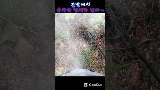 돌밭에서 수상한 냄새가 난다 ~ #금속탐지 #금속탐지기 #카바도르 #metaldetecting  #상평통보