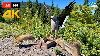 🔴 24/7 LIVE: Cat TV for Cats to Watch 😺 Chipmunks Gone Wild! Epic Birds vs Squirrels 🐿️ Cat Games