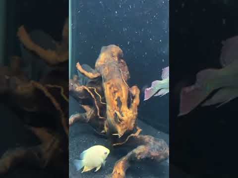 The new 90 gallon