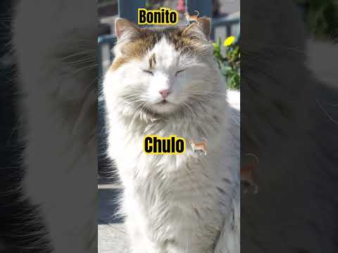 #Que chulo gatito  🐈 ese porte esa elegancia mira que lindo  🐈 🥰