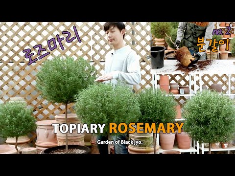 로즈마리 건강하게 키우기 no.2 / 분갈이 Rosemary