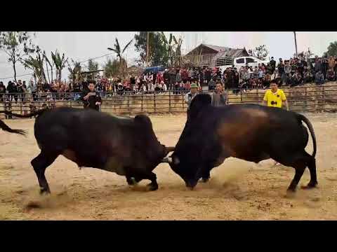 nyuj npoj kais & tuam leej kuab