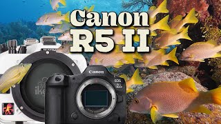 Canon R5 II Underwater in Little Cayman // Ikelite 200DL Underwater Housing