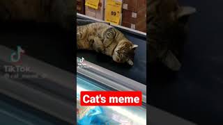 INCREDIBLY funny - cat meme music video 2023 😂