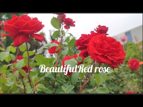লাল গোলাপের ভালোবাসা// In the Heart of a Red Rose @KTour997