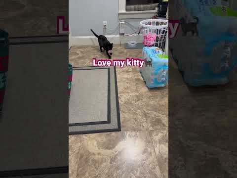 Kitty plays fetch