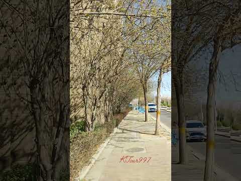 শীতে গাছের পাতা ঝড়ে পরছে//winter season /no leaves in the tree #beautiful #shorts #spring