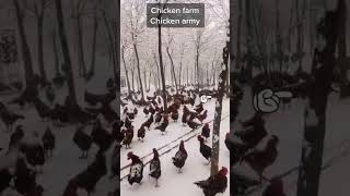 1M chickens #adorablechicks #youtubechannelgrow