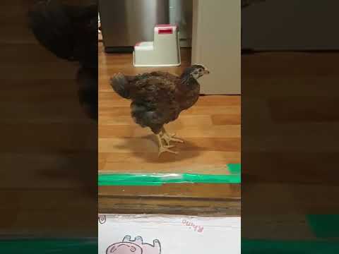 갑분똥싼닭 🐓