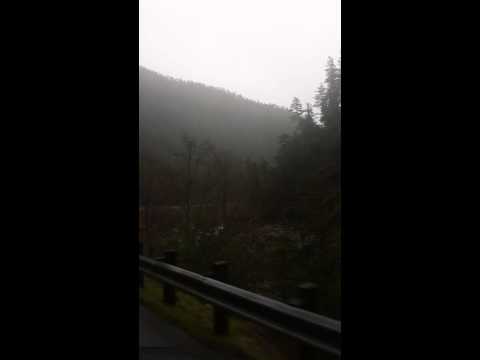 Roadside view, Redwood Forest