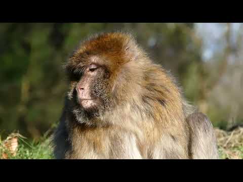 Amazing video of Animals & its Nature with a soothing music.