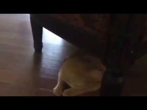My cat Patrick