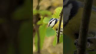 Acoustic Group Random Acoustic Electronic Guitar #musicgenre #nature #loungevibes