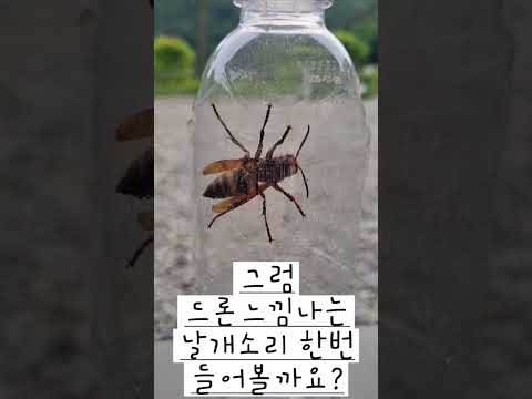 캠핑장에서 만난 장수말벌을 잡았을때