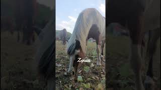 Part 2? #music #horse #synthvibes #cute #equestrian #synthmagic #pony #synthlove #synthwavemagic