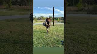 Went to God’s country for peace, came out with a gobbler @Moultrie.Products #moultriefieldteam