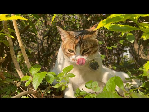 主動討摸摸｜柴灣漁灣街巿｜鴻記"叉燒" ｜香港明星貓｜the Cat｜Chai Wan｜ Hong Kong