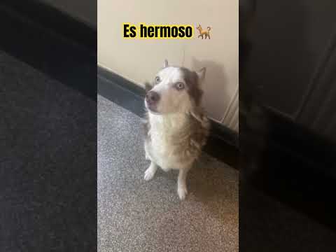 #verdad 🐕 que soy bonito Mira mis ojos🙏🏻🐶gracias