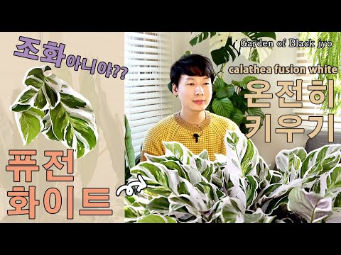 칼라데아 퓨전화이트 키우기 / calathea fusion white