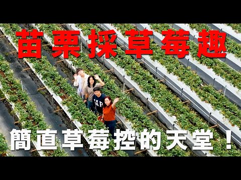 來去苗栗玩|大湖草莓趣～第一次體驗高架草莓園！特色客家料理意外好吃！苗栗一日遊 | 【JA+】