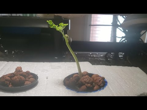 Update on Aquaponic DWC (Sprout)