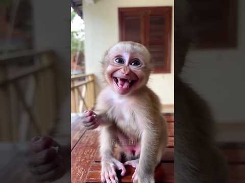 Let me show you the daily life of baby monkeys. 😊